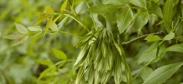 PEPPERTRÆR